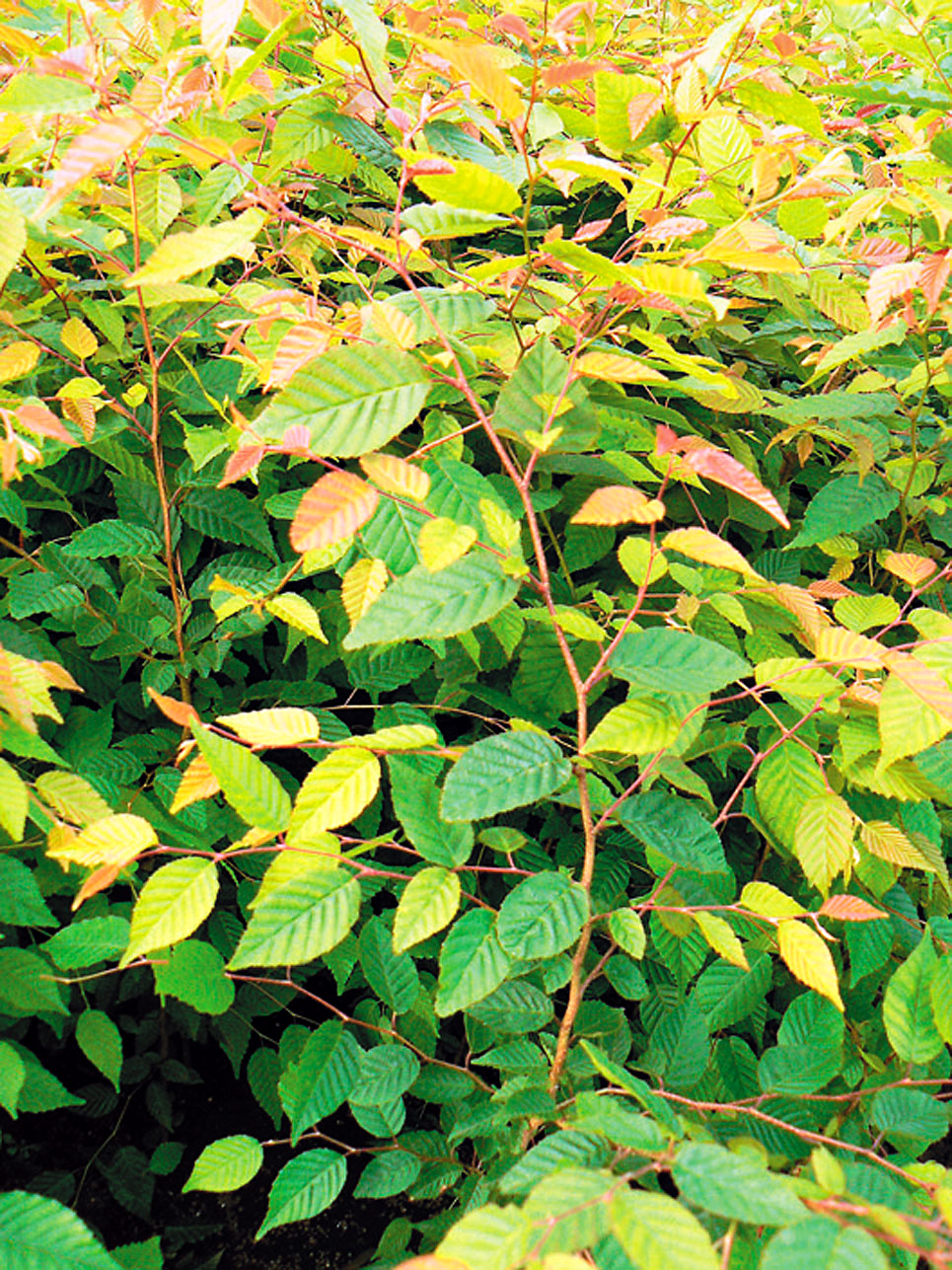 アカシデ（Carpinus laxiflora） - 造林・緑化治山・海岸防災林