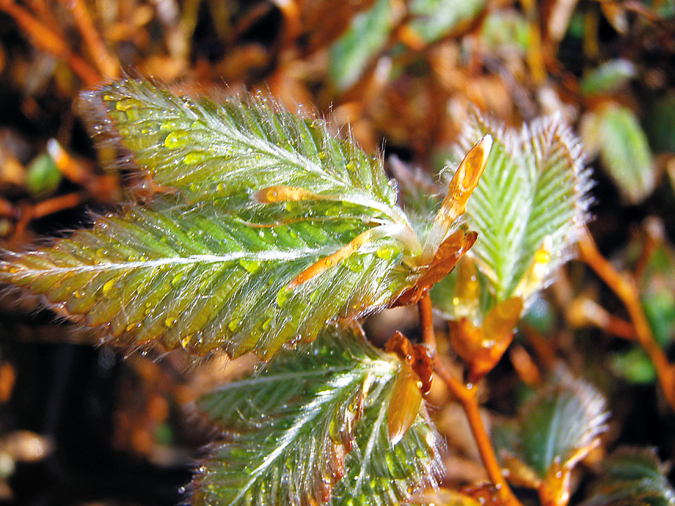 ブナ（Fagus crenata） - 造林・緑化治山・海岸防災林・広葉樹苗木販売（有）上原樹苗