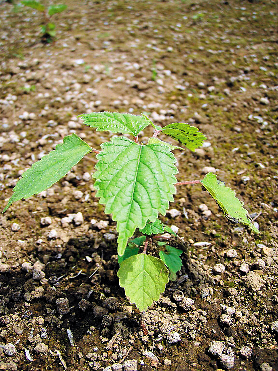 ダケカンバ 造林 緑化治山 海岸防災林 広葉樹苗木販売 有 上原樹苗