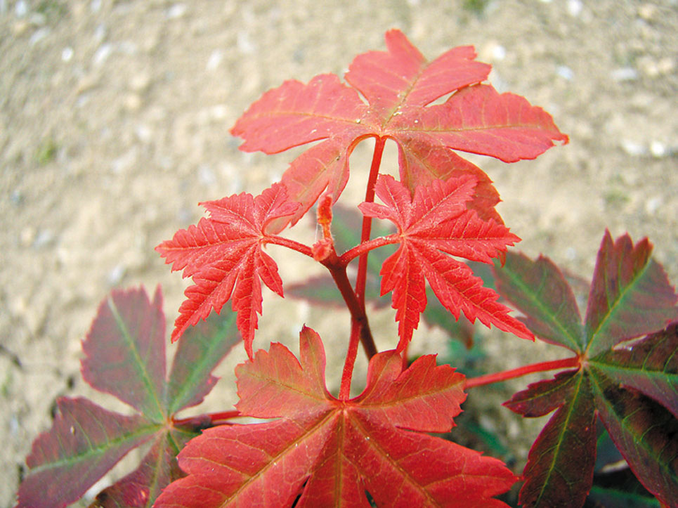 ハナノキ（Acer pycnanthum） - 造林・緑化治山・海岸防災林・広葉樹