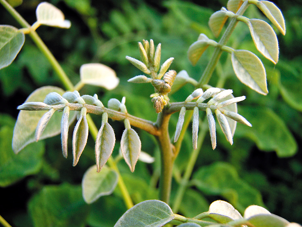 イヌエンジュ　苗木　紅葉樹　落葉樹 新芽 緑と白の葉 大小セット イヌエンジュ 苗木 紅葉樹 落葉樹 新芽 緑と白の葉 大小セット