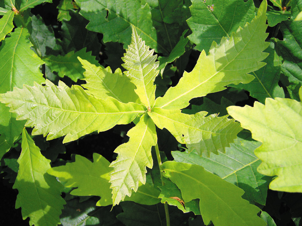ミズナラ（Quercus crispula） - 造林・緑化治山・海岸防災林
