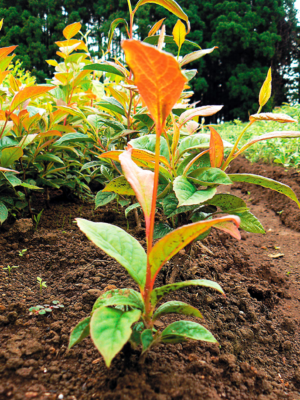 ナツツバキ（Stewartia pseubocamelia） - 造林・緑化治山・海岸防災林