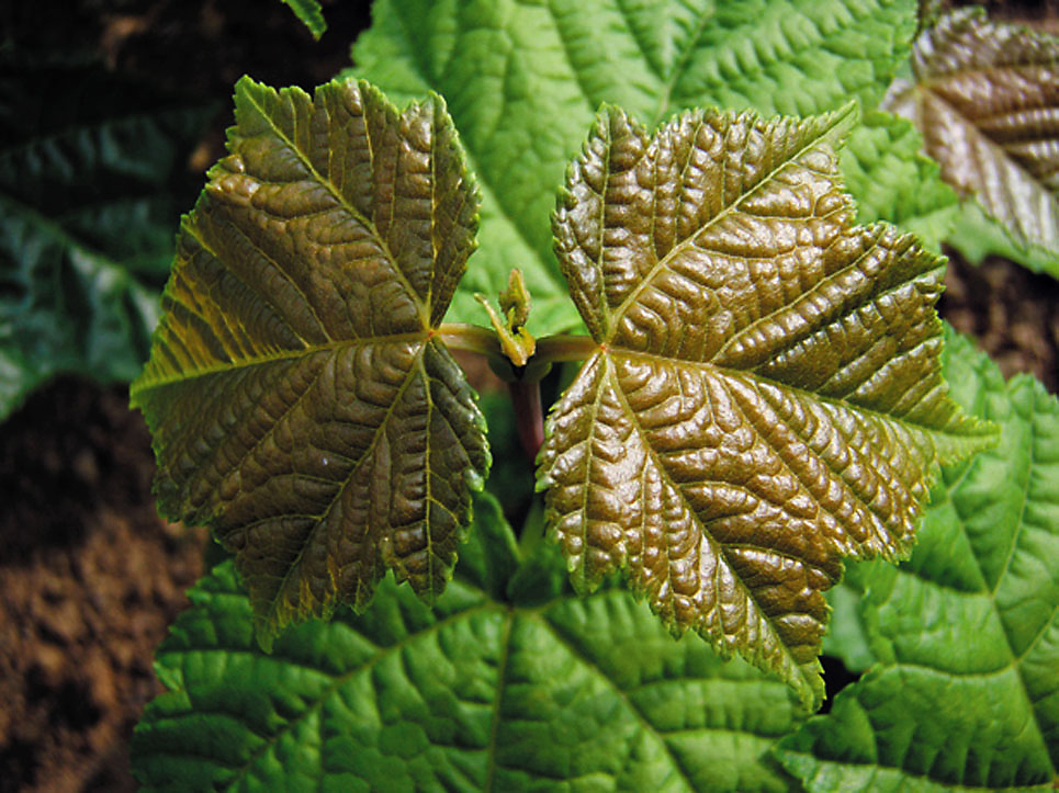 山採り　ウリハダカエデ ウリハダカエデ（Acer rufinevrve） - 造林・緑化治山・海岸防災林